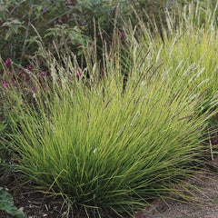 Collection image for: Mėlitai