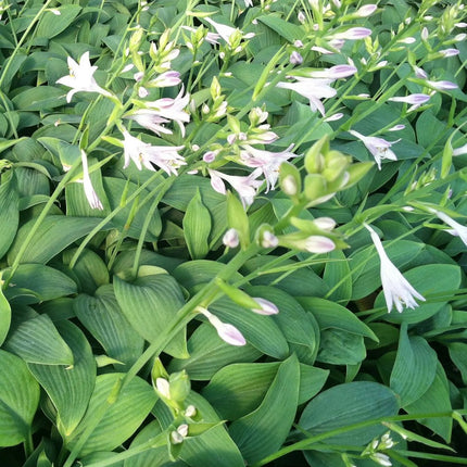 Melsvė 'Fragrant Blue'