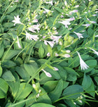 Melsvė 'Fragrant Blue'