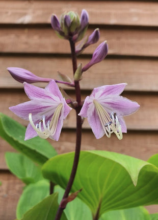 Melsvė 'Purple Heart'