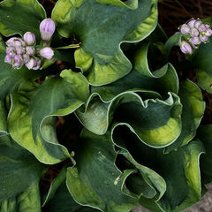 Collection image for: Melsvės