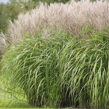 Miskantas kininis 'Angelica'