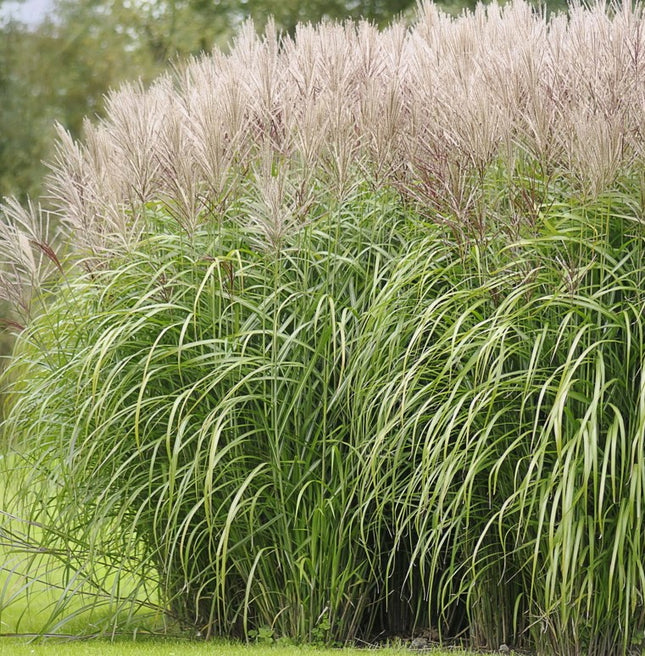 Miskantas kininis 'Angelica'