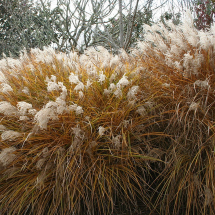 Miskantas kininis 'Angelica'
