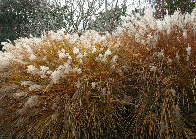 Miskantas kininis 'Angelica'