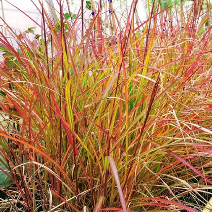 Miskantas kininis 'Purple Fall'