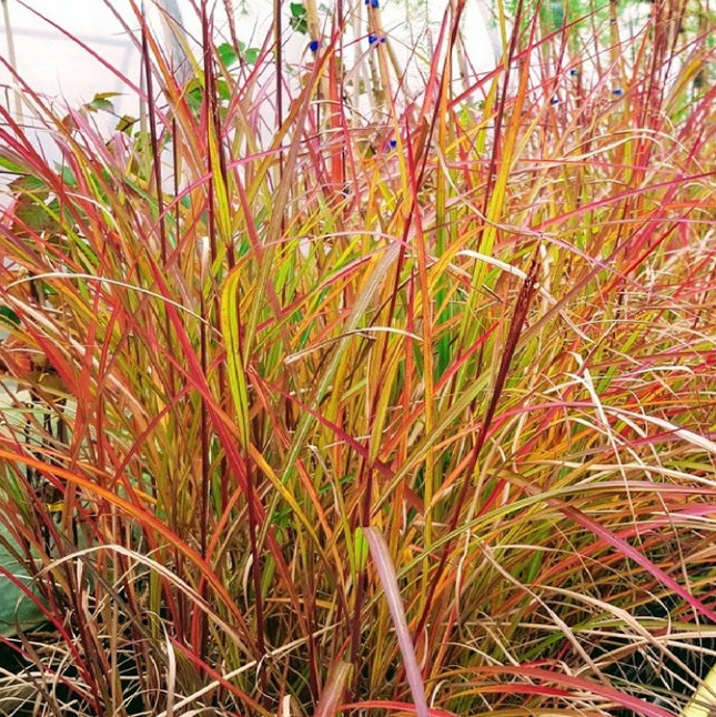 Miskantas kininis 'Purple Fall'
