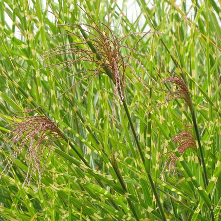 Miskantas kininis 'Strictus'