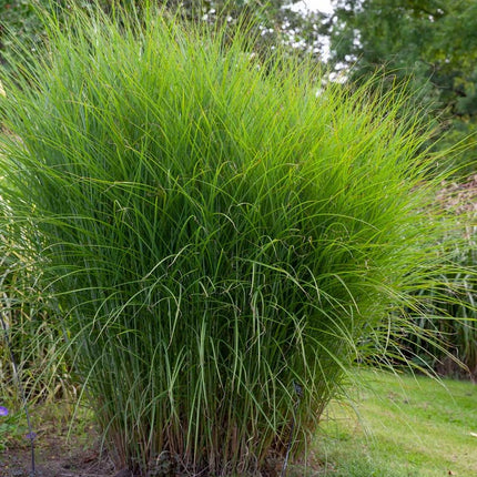 Miskantas kininis 'Gracillimus'