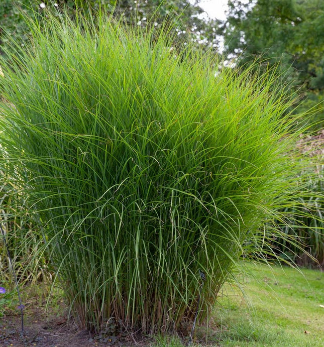 Miskantas kininis 'Gracillimus'