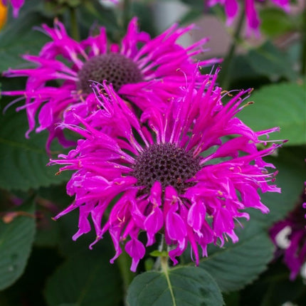 Monarda darželinė 'Bee-Free'