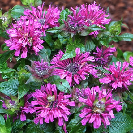 Monarda raudonoji 'Pocahontas Deep Purple'