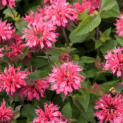 Collection image for: Monardos