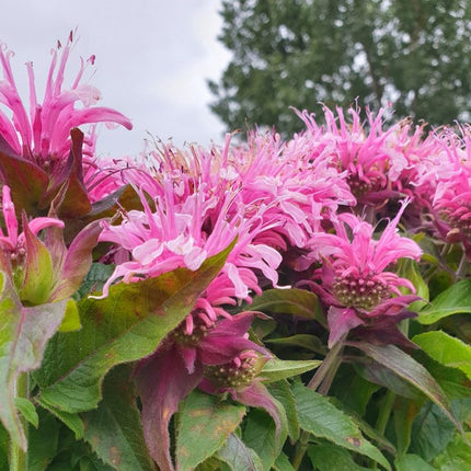 Monarda raudonoji 'Pocahontas Pink'