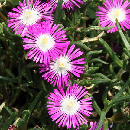 Mudrė 'Starburst'