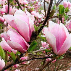 Collection image for: Magnolijos