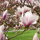 Magnolija 'Red Lucky'