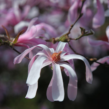 Magnolija lebnerio 'Leonard Messel'