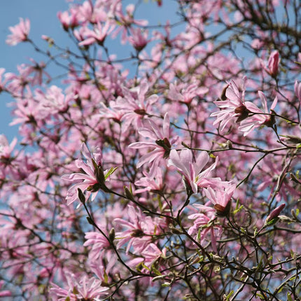 Magnolija lebnerio 'Leonard Messel'