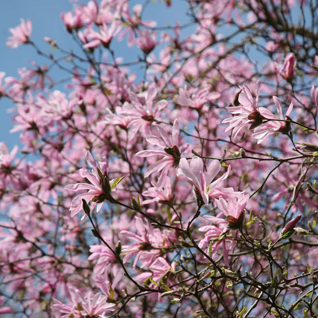 Magnolija lebnerio 'Leonard Messel'