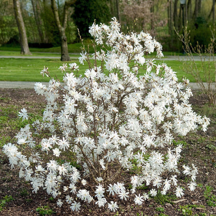 Magnolija žvaigždėtoji 'Royal Star'