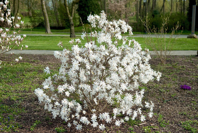 Magnolija žvaigždėtoji 'Royal Star'