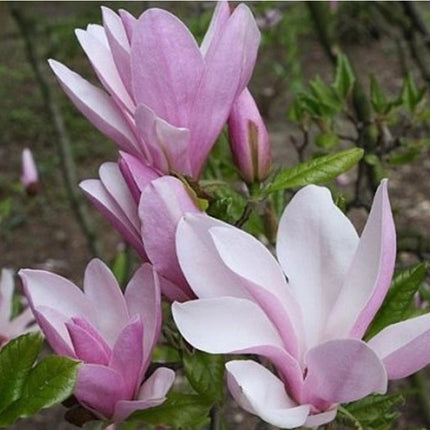 Magnolija žvaigždėtoji 'George Henry Kern'