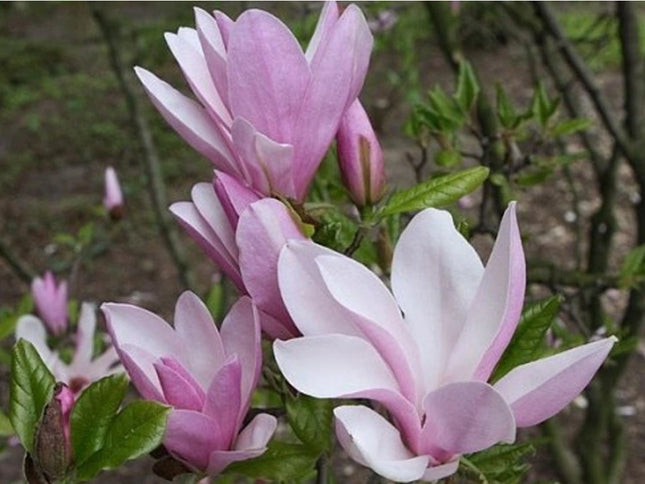 Magnolija žvaigždėtoji 'George Henry Kern'