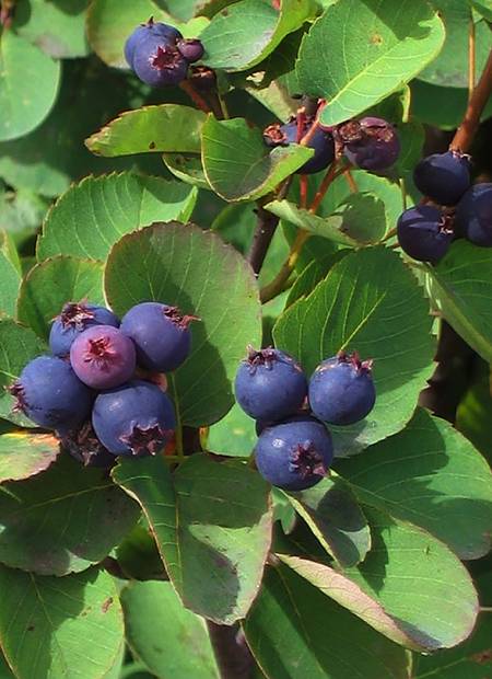 Medlieva alksnialapė 'Smokey'