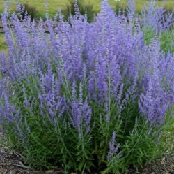 Mėlesas paprastasis 'Jelena'