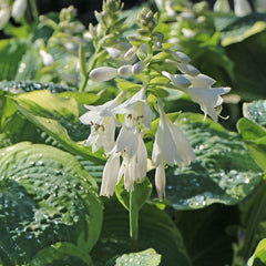 Collection image for: Melsvės