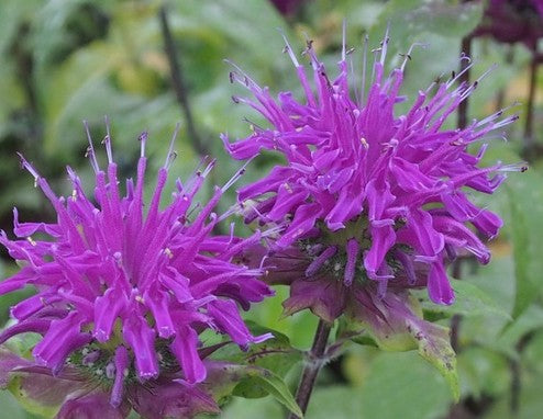 Monarda vamzdelinė 'Blaustrumpf'
