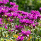 Monarda raudonoji 'Purple Lace'