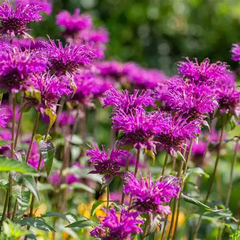 Monarda raudonoji 'Purple Lace'