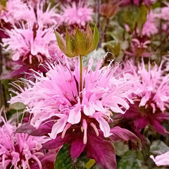 Collection image for: Monardos
