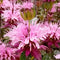 Monardos