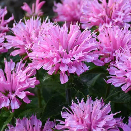 Monarda raudonoji 'Sugar Buzz Pink Forsting'