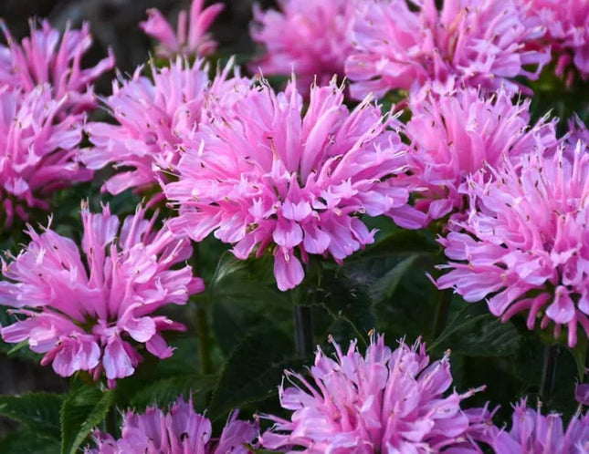 Monarda raudonoji 'Sugar Buzz Pink Forsting'
