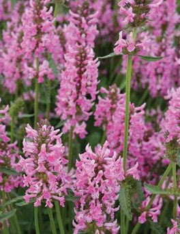Notra vaistinė 'Pink Cotton Candy'