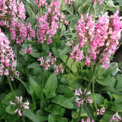 Notra vaistinė 'Pink Cotton Candy'