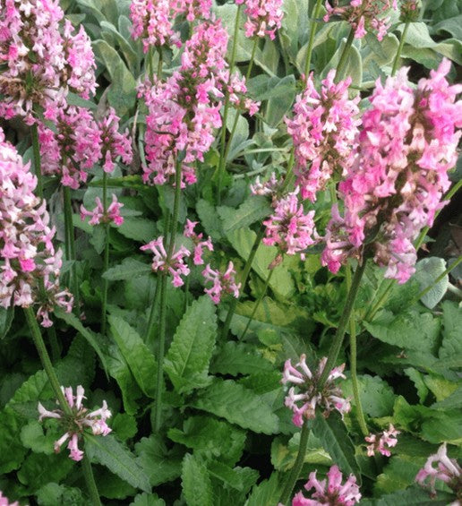Notra vaistinė 'Pink Cotton Candy'