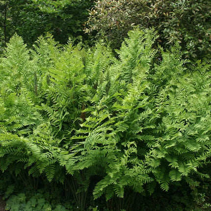 Osmunda karališkoji