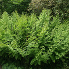 Osmunda karališkoji
