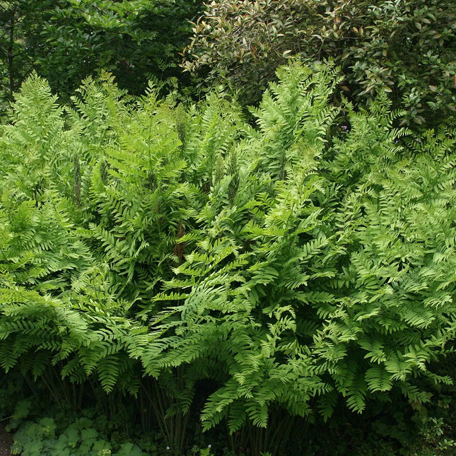 Osmunda karališkoji