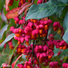 Ožekšnis europinis 'Red Cascade'