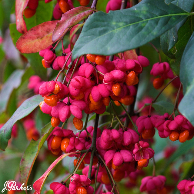 Ožekšnis europinis 'Red Cascade'