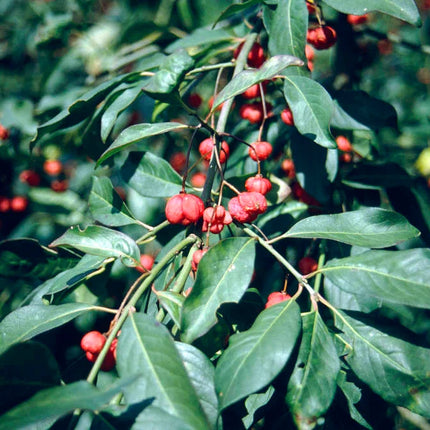 Ožekšnis europinis 'Red Cascade'