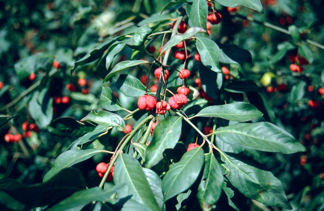 Ožekšnis europinis 'Red Cascade'