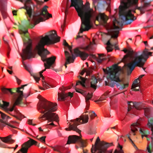 Ožekšnis fortūno 'Coloratus'
