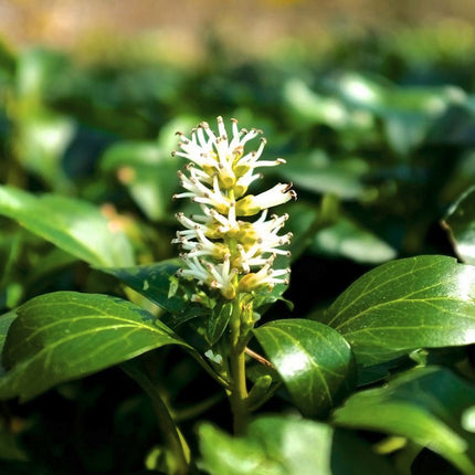 Pachisandra / Mietveinė viršūnžiedė 'Green Carpet'